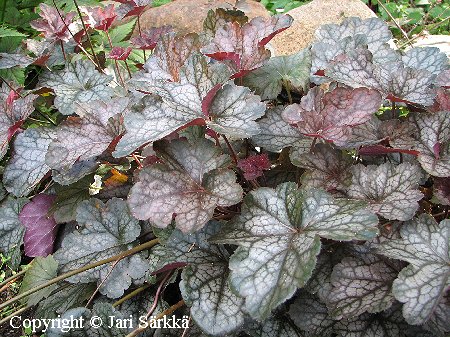 Heuchera 'Regina'